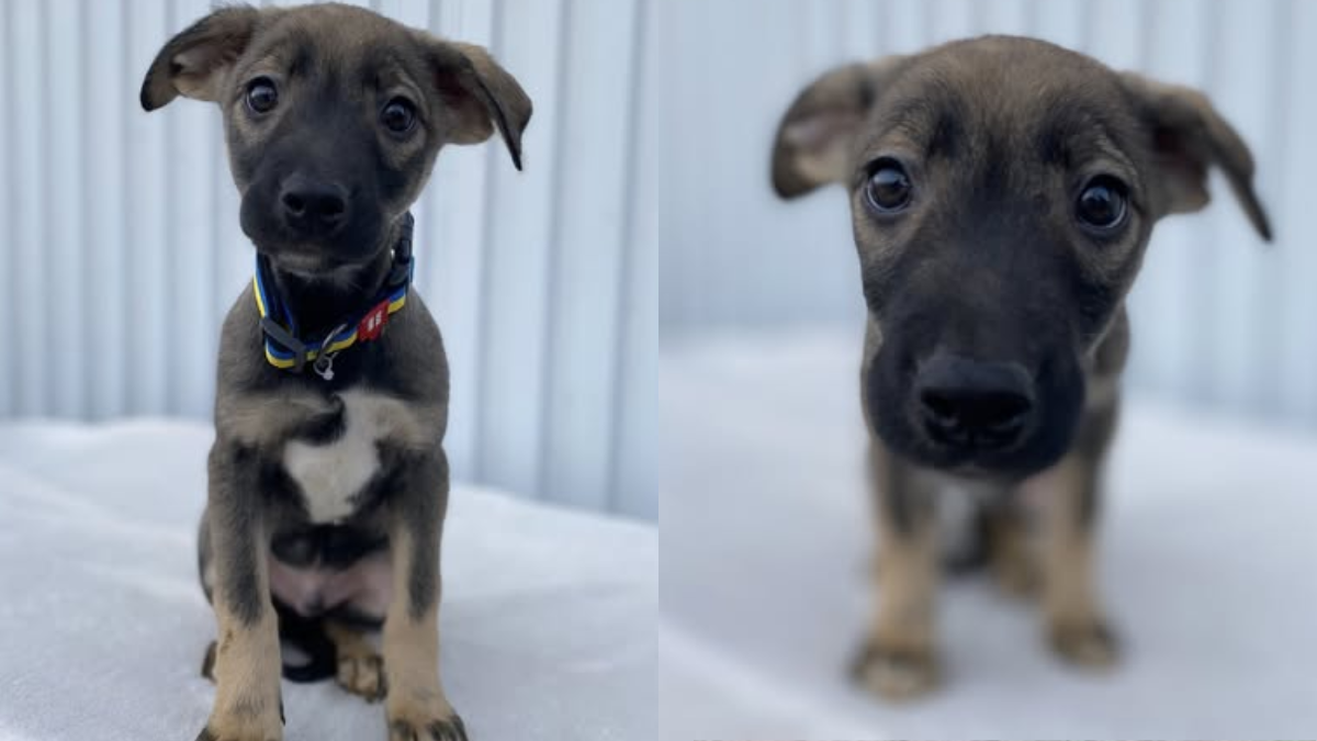 Особливий Оскар