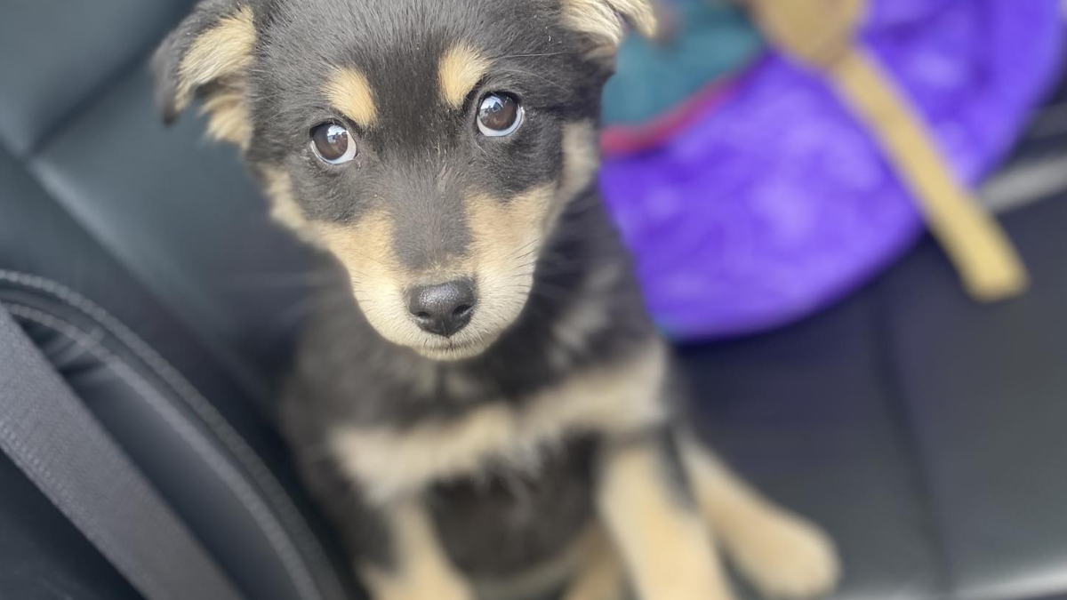 цуценя з передової