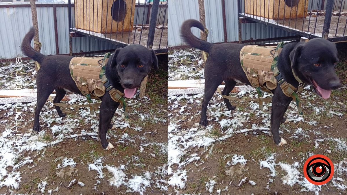 Історія евакуації Малиша