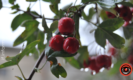 Свята 4 листопада