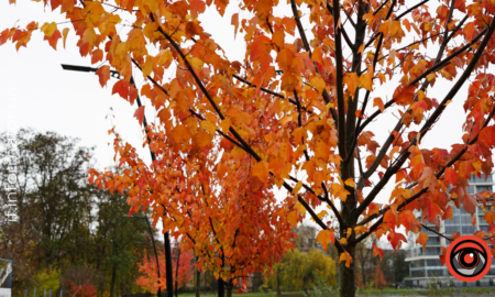 Свята 18 листопада