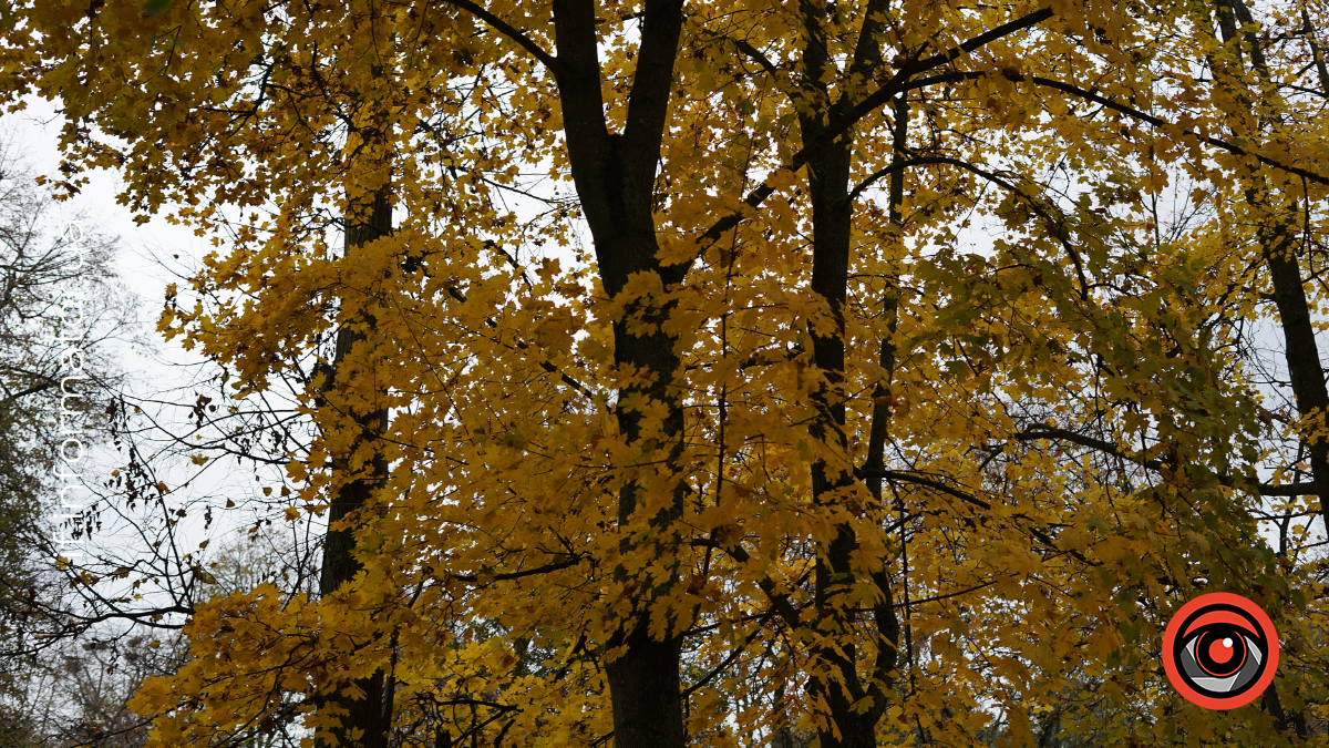 Свята 21 листопада