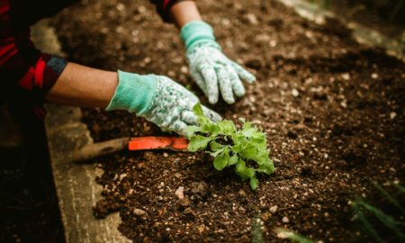 Календар посівний на листопад