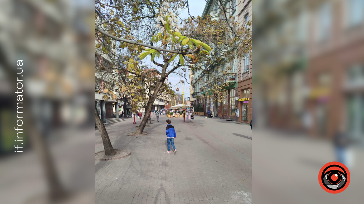 У Франківську каштан цвіте улистопаді