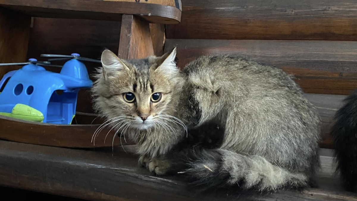 кішечка з дач