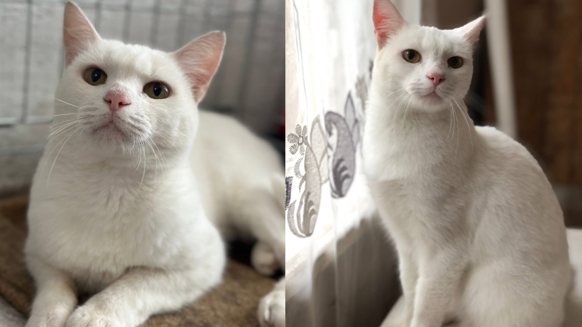 Кішка Дакота