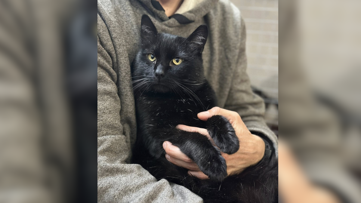 Кіт Блекусь