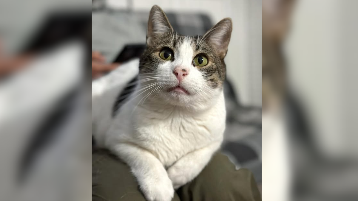 котик-муркотун