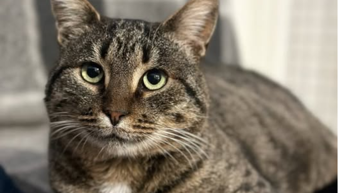 Особливий Оскар