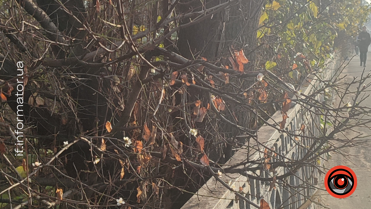 Квітуче дерево у листопаді