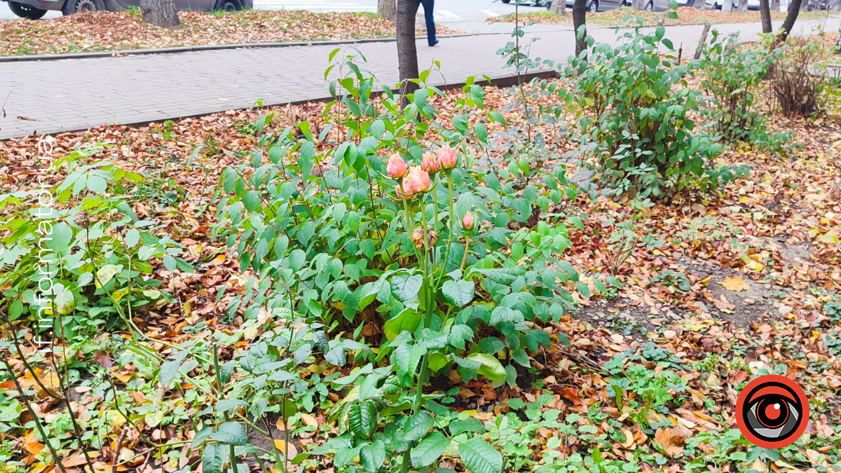 Листопадові троянди