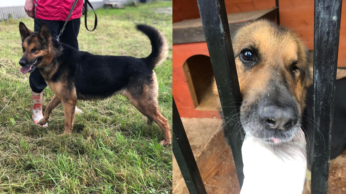 Особлива Кіра