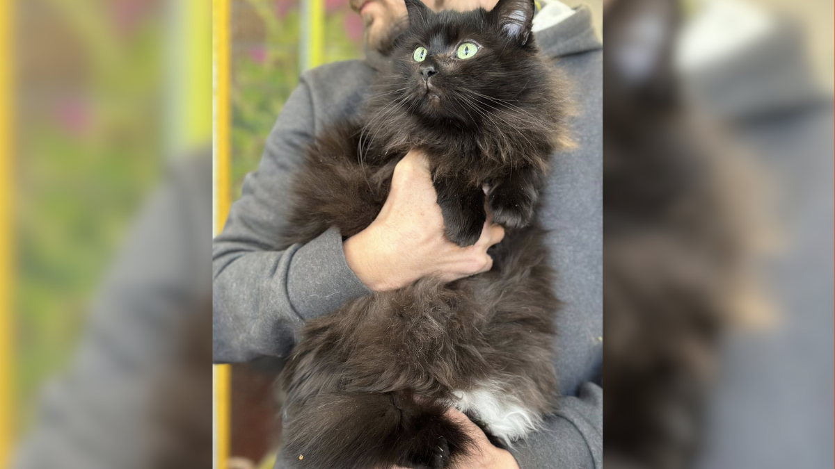 Пухнастий Малюк