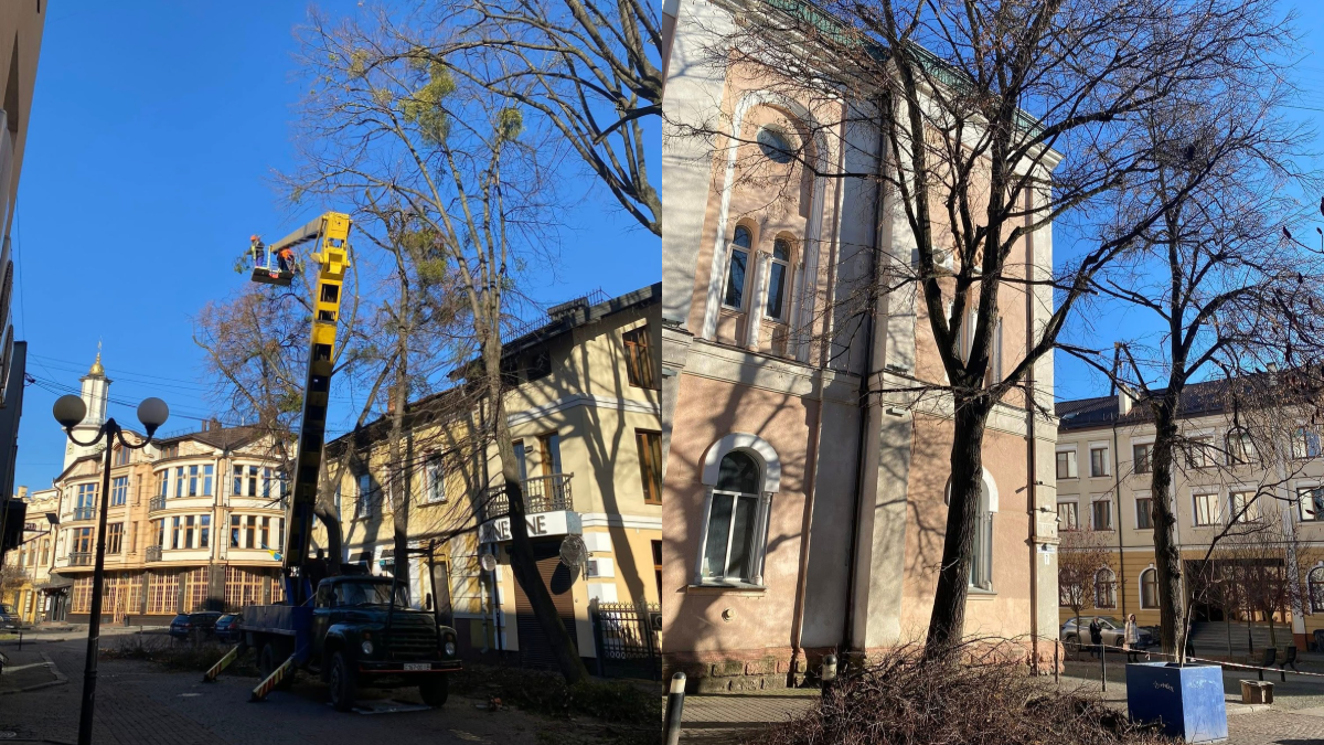 Санітарна обрізка дерев ІФ