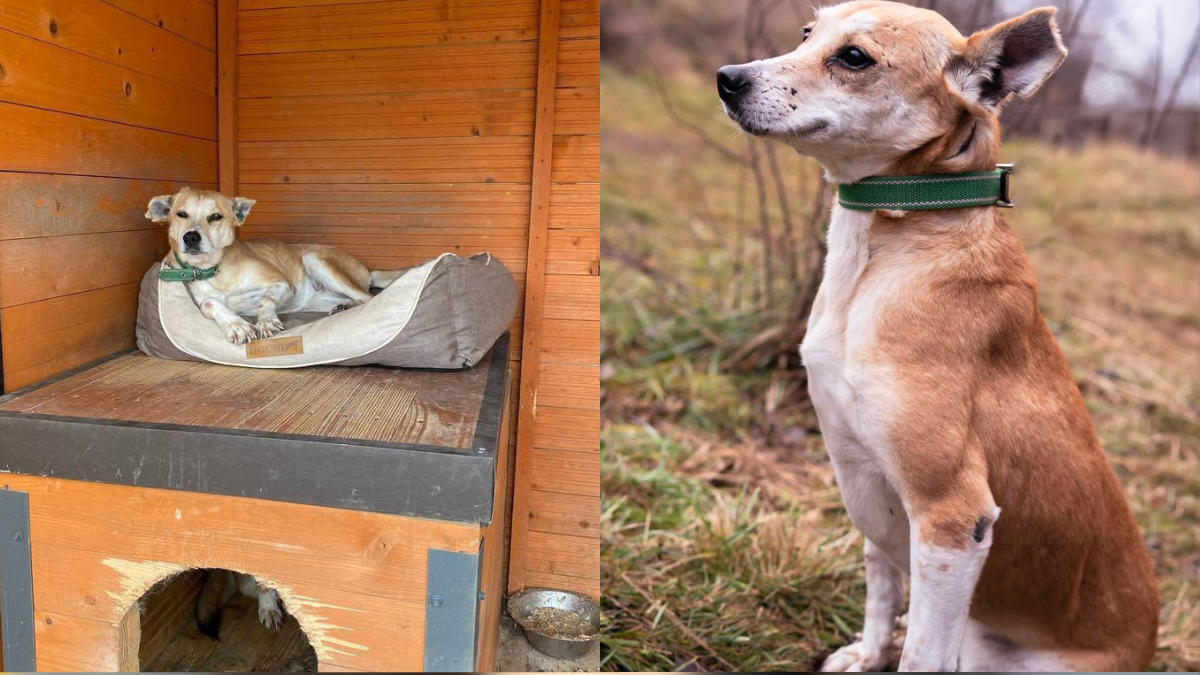 Собачка Боніта