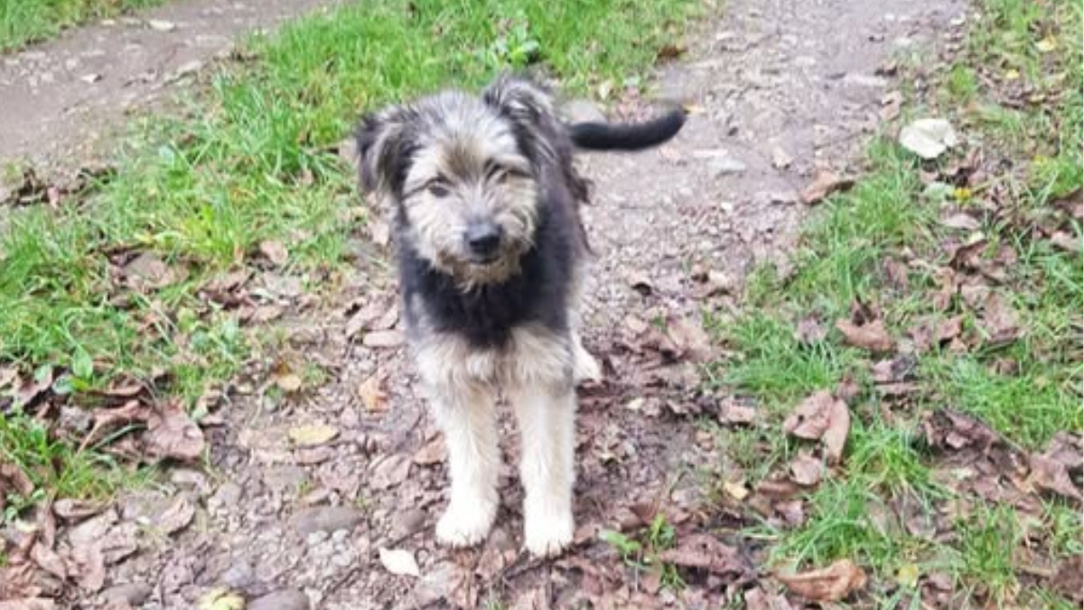 Собачка з дач