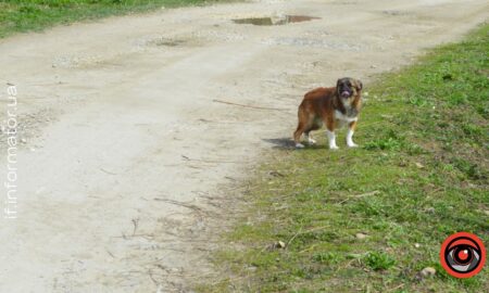 На Прикарпатті протягом 4 днів від сказу вакцинували майже 5 тис тварин