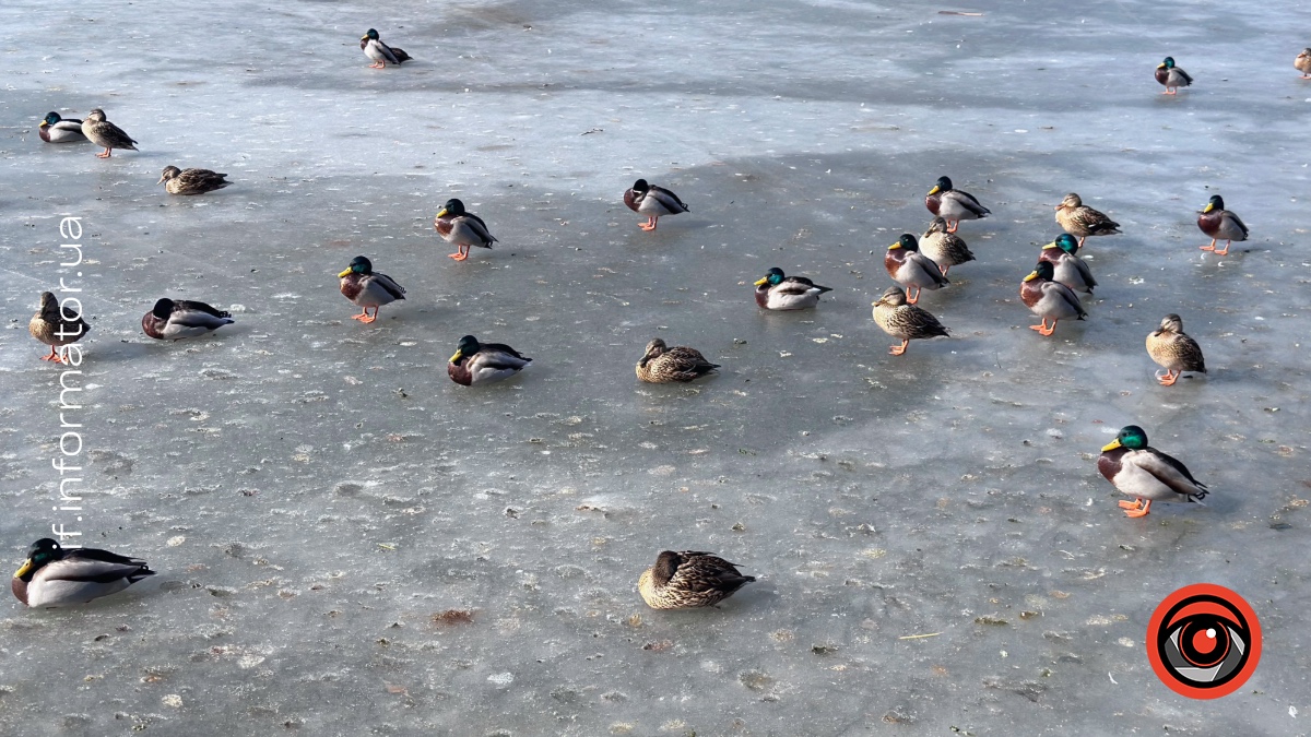 Парк ім. Тараса Шевченка