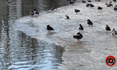 Чим можна і не можна підгодовувати птахів узимку