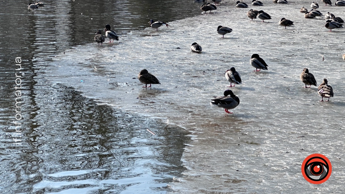 Чим можна і не можна підгодовувати птахів узимку