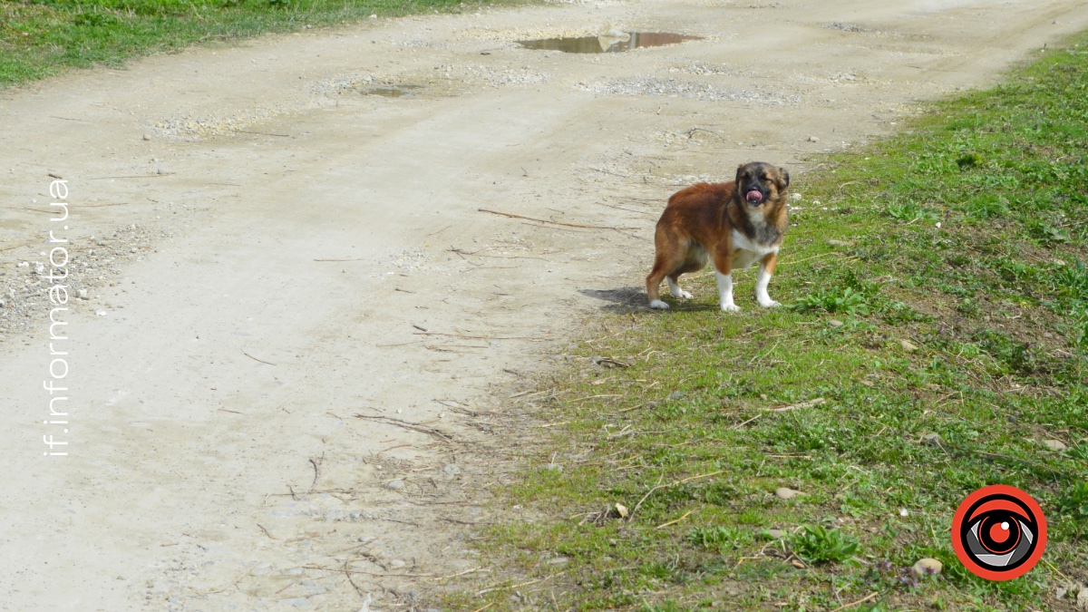 На Прикарпатті протягом 4 днів від сказу вакцинували майже 5 тис тварин