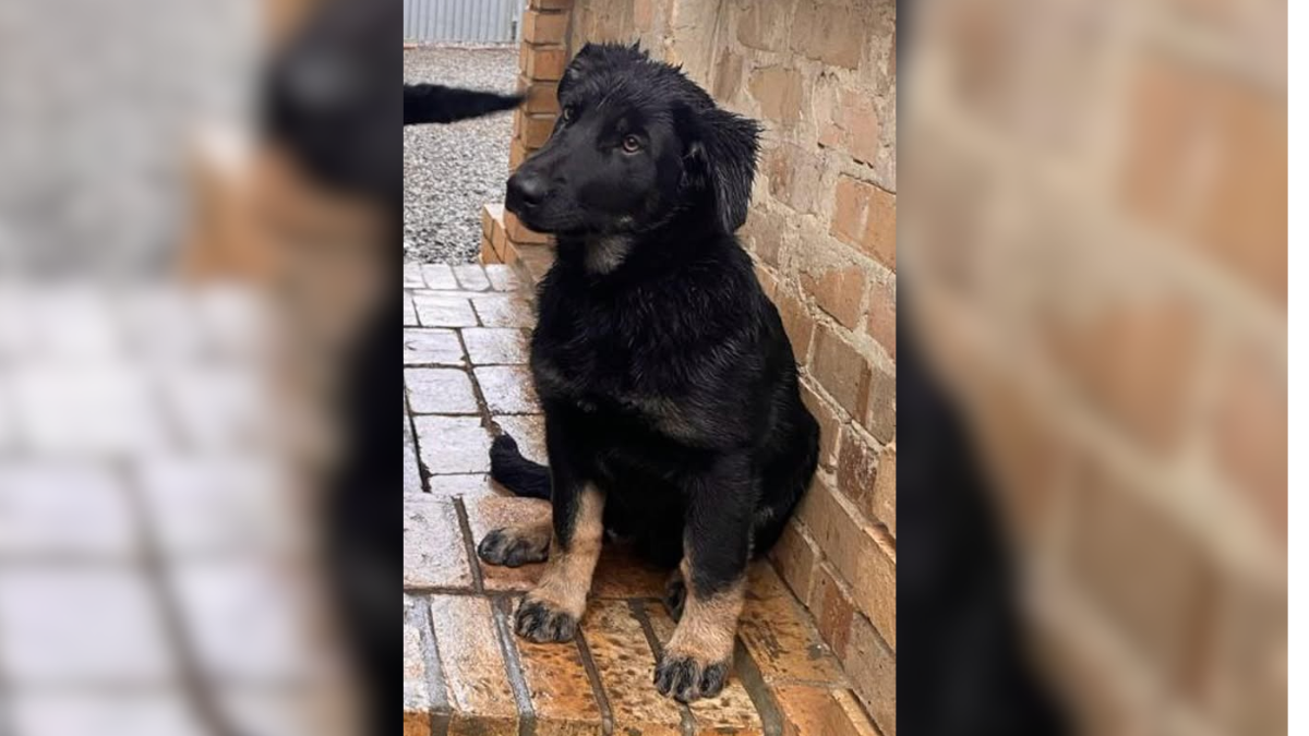 врятована з Серебрянського лісу