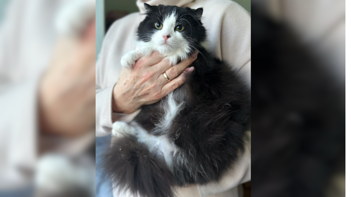 Висловуха красуня