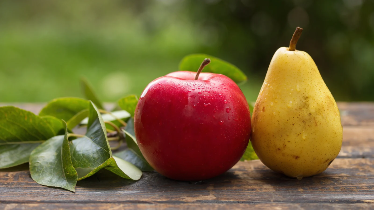 Яблука і груші