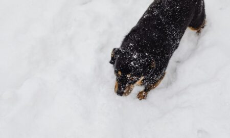 Як допомогти безпритульним тваринам пережити холод