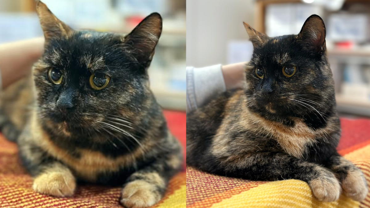 Черепахова кішка