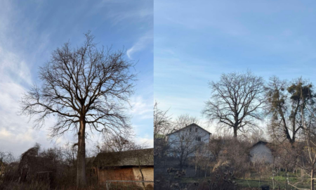 Дуб у Галичі