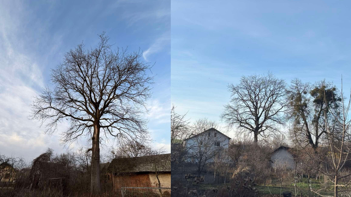 Дуб у Галичі