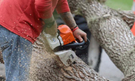 видалення дерев ІФ