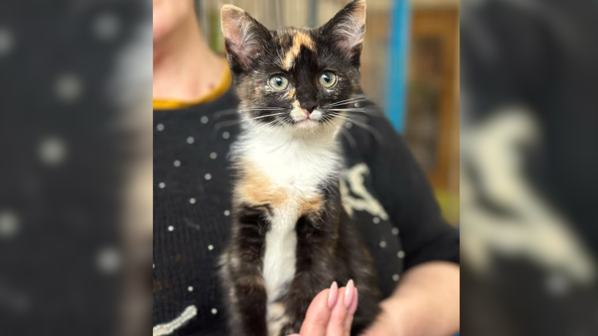 Кошеня з під'їзду