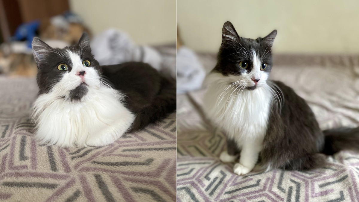 котик Лунтик