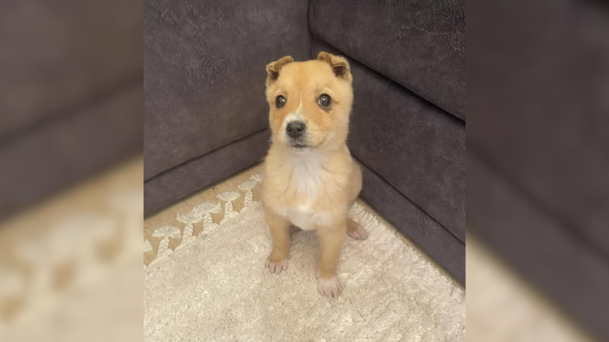 Крихітка Ляля