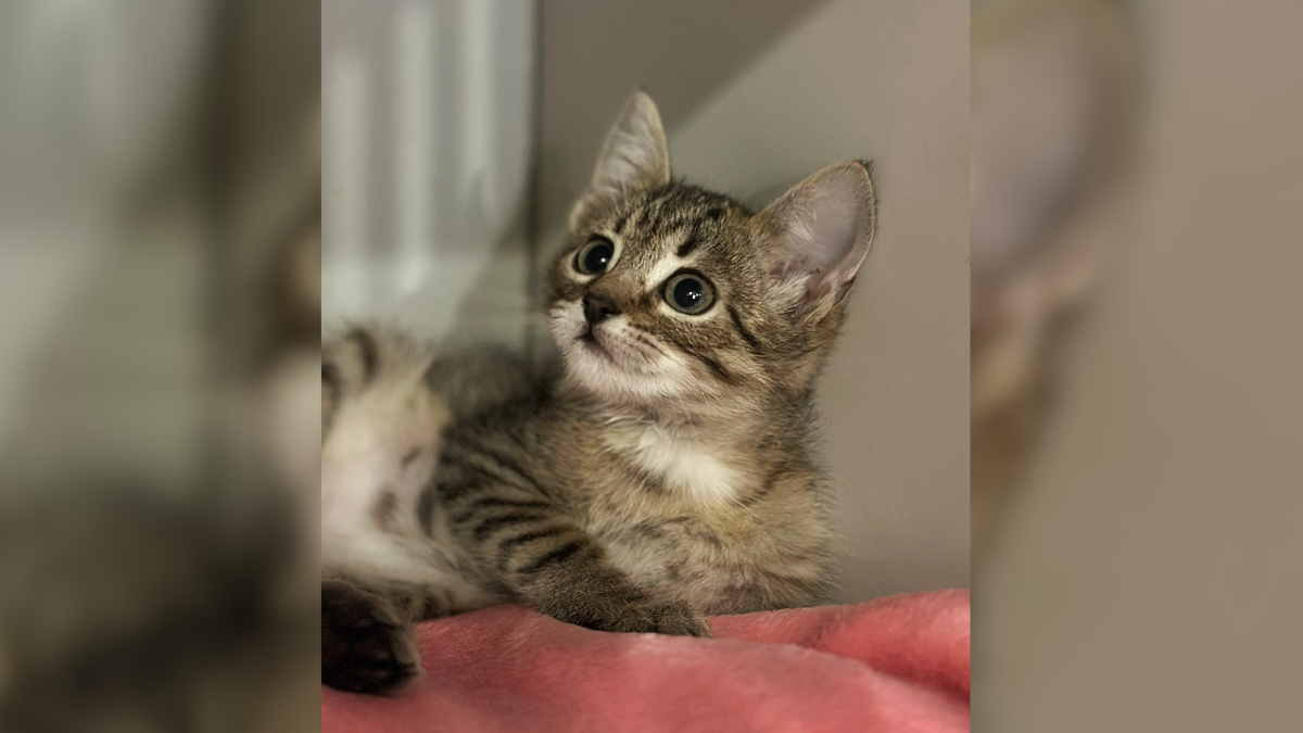 Крихітне кошеня