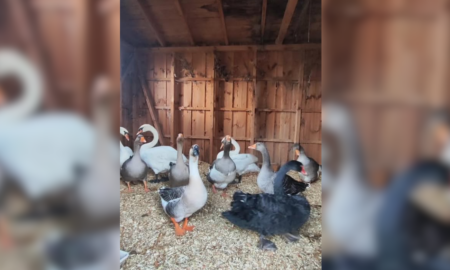 Франківські паркові лебеді і гусаки зимуватимуть під доглядом німецького волонтера