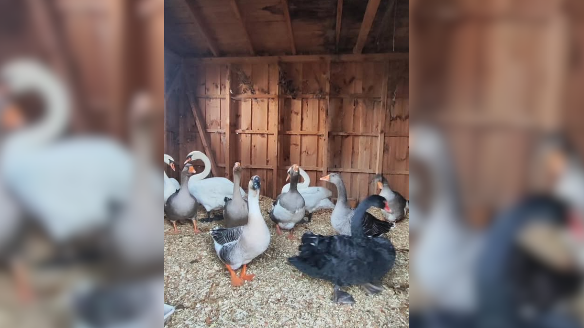 Франківські паркові лебеді і гусаки зимуватимуть під доглядом німецького волонтера