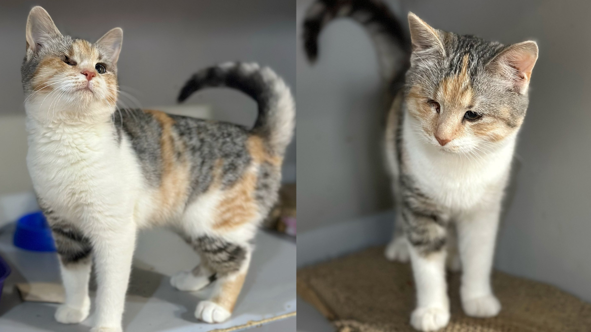 Одноока кішечка