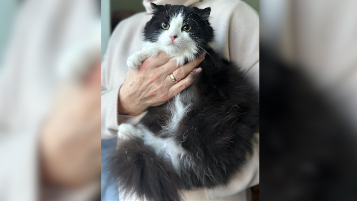 пухнаста Лілі