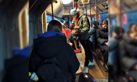 Собака у транспорті