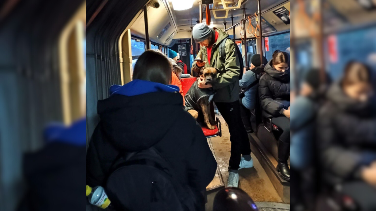 Собака у транспорті