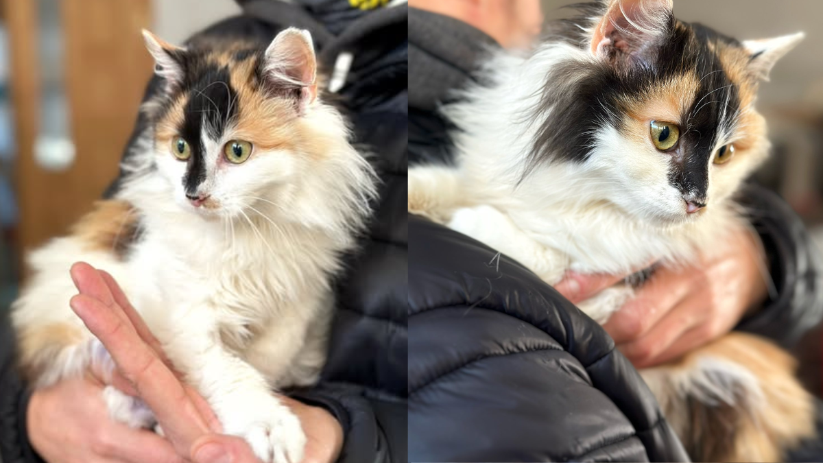 Триколірна кицька