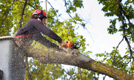 Видалення дерев ІФ