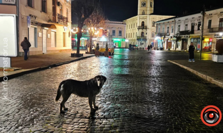 Безпритульні тварини