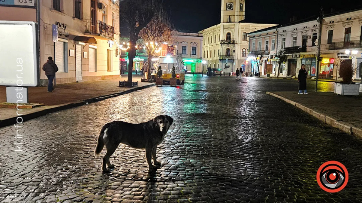 Безпритульні тварини