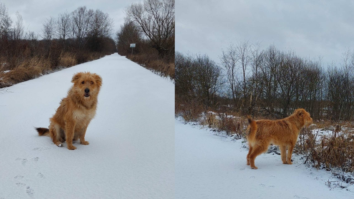 Безпритульні хвостики Івано-Франківська сподіваються знайти відповідальних господарів