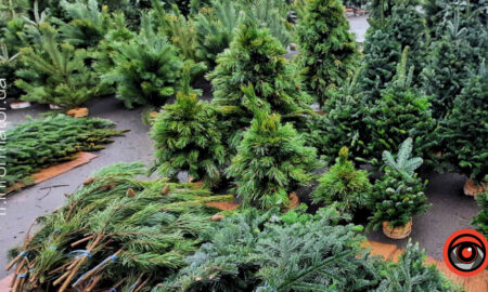 новорічні ялинки