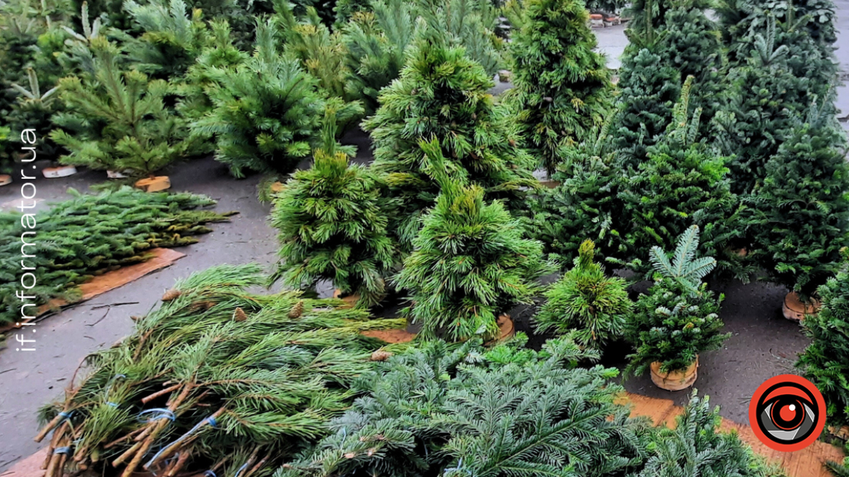 новорічні ялинки